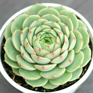 Sen đá cỡ trung (8-11 cm)