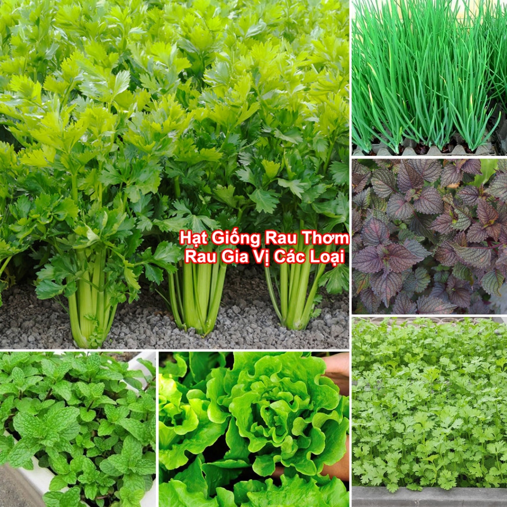 Hạt Giống Rau Thơm, Rau Gia Vị & Rau Củ Quả - Dễ Trồng Ăn Quanh Năm, Nảy Mầm Nhanh, Chuẩn Chất Lượng