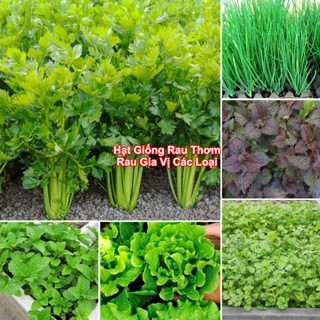 [SIÊU RẺ] Hạt Giống Rau Thơm, Rau Gia Vị & Rau Củ Quả - Dễ Trồng Ăn Quanh Năm, Nảy Mầm Nhanh, Chuẩn Chất Lượng