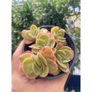 Cây sen đá Echeveria Ice Rose Hồng Hà Lan giống mới bụi 1 gốc trồng trang trí tiểu cảnh, sân vườn