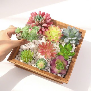  Cây sen đá giả xương rồng cây giả mini trang trí phòng decor bàn học bàn làm việc hộp quà tặng 