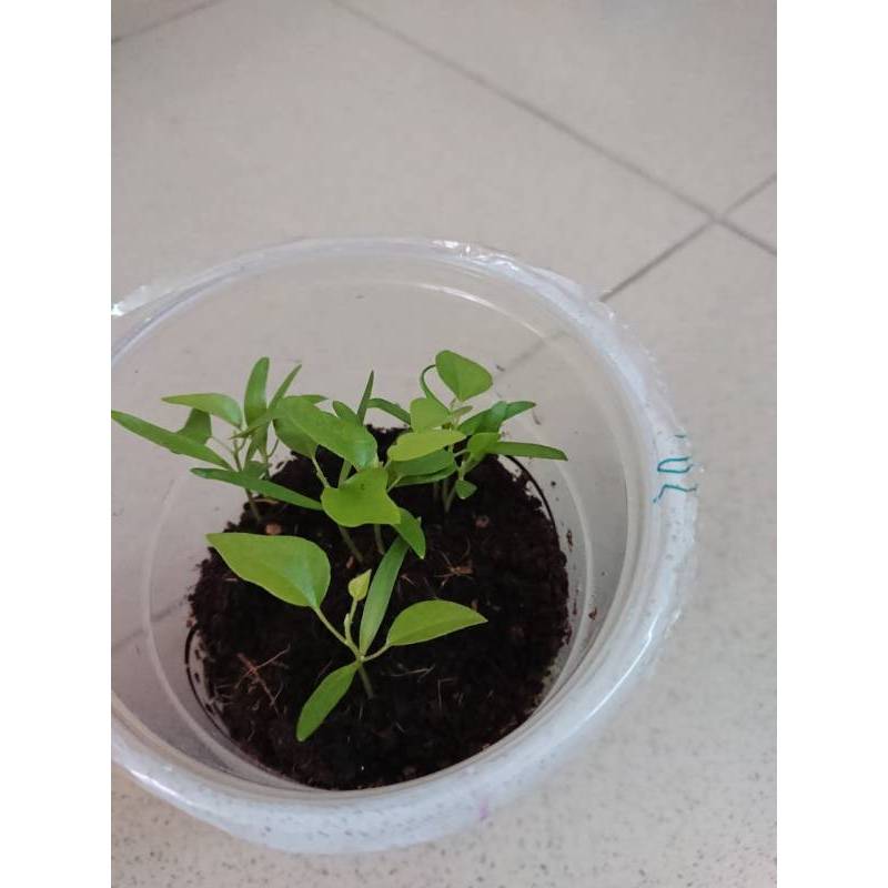 5GR 250.HẠT Hạt Giống Sương Sâm Ta (| C25*V65)