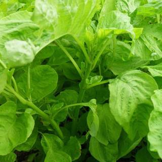 10gr hạt giống rau dền xanh