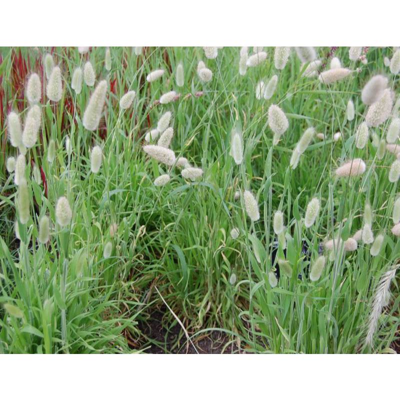 1GR 2000.HẠT Hạt Giống Cỏ Đuôi Thỏ (| -KD: B19*V51)