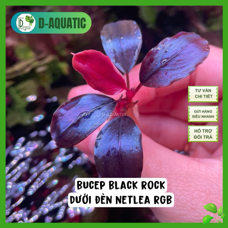 Bucep black rock - cây thuỷ sinh  helena form lá tròn full lá nước, dòng bucep form lá to màu đẹpy