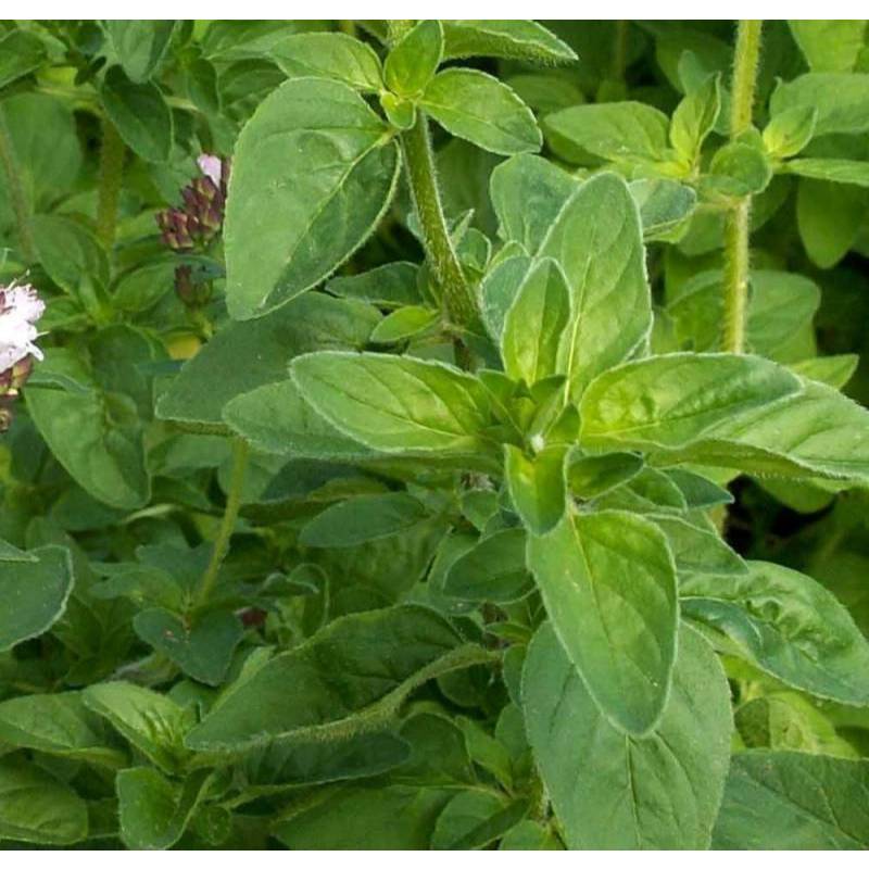 10GR 100K.HẠT Hạt Giống Oregano Kinh Giới Tây (| C25*X31)