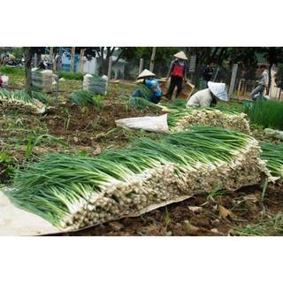 2Gr Hạt Giống Hành Hương (B3.104| W4*W21*M147)