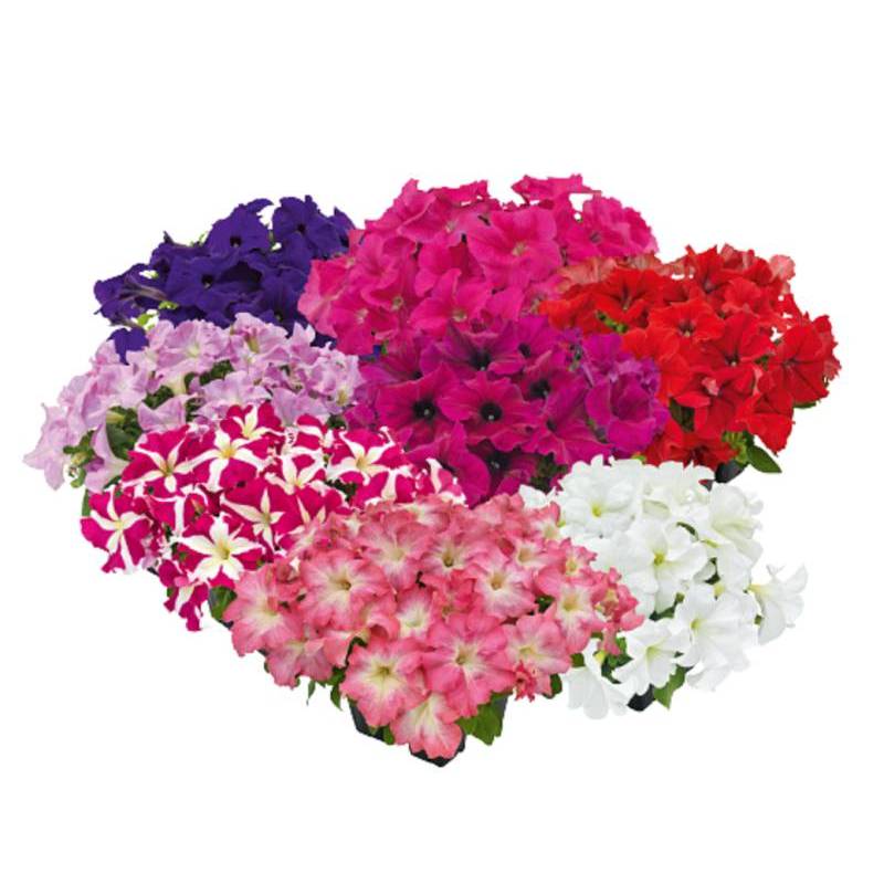 1000.HẠT Hạt Giống Hoa Dạ Yến Thảo Đứng Success HD Mix (| -KD: B56*X67)