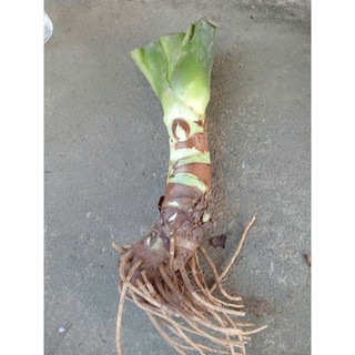 cây ráy voi lớn mua 3 tặng 1 , mua 5 tặng 2