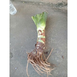 cây ráy voi lớn mua 3 tặng 1 , mua 5 tặng 2