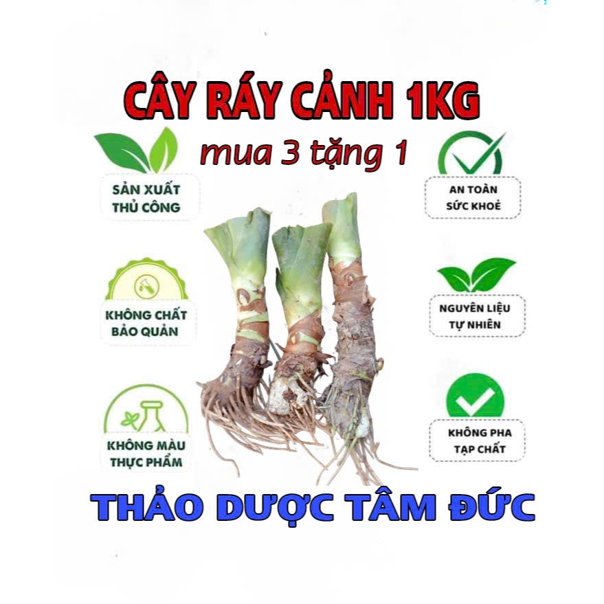 cây ráy voi lớn mua 3 tặng 1 , mua 5 tặng 2