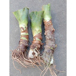 cây ráy voi lớn mua 3 tặng 1 , mua 5 tặng 2