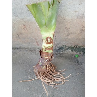 cây ráy voi lớn mua 3 tặng 1 , mua 5 tặng 2