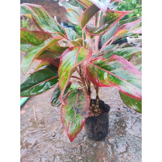 Cây phú quý.gửi cây hình 2