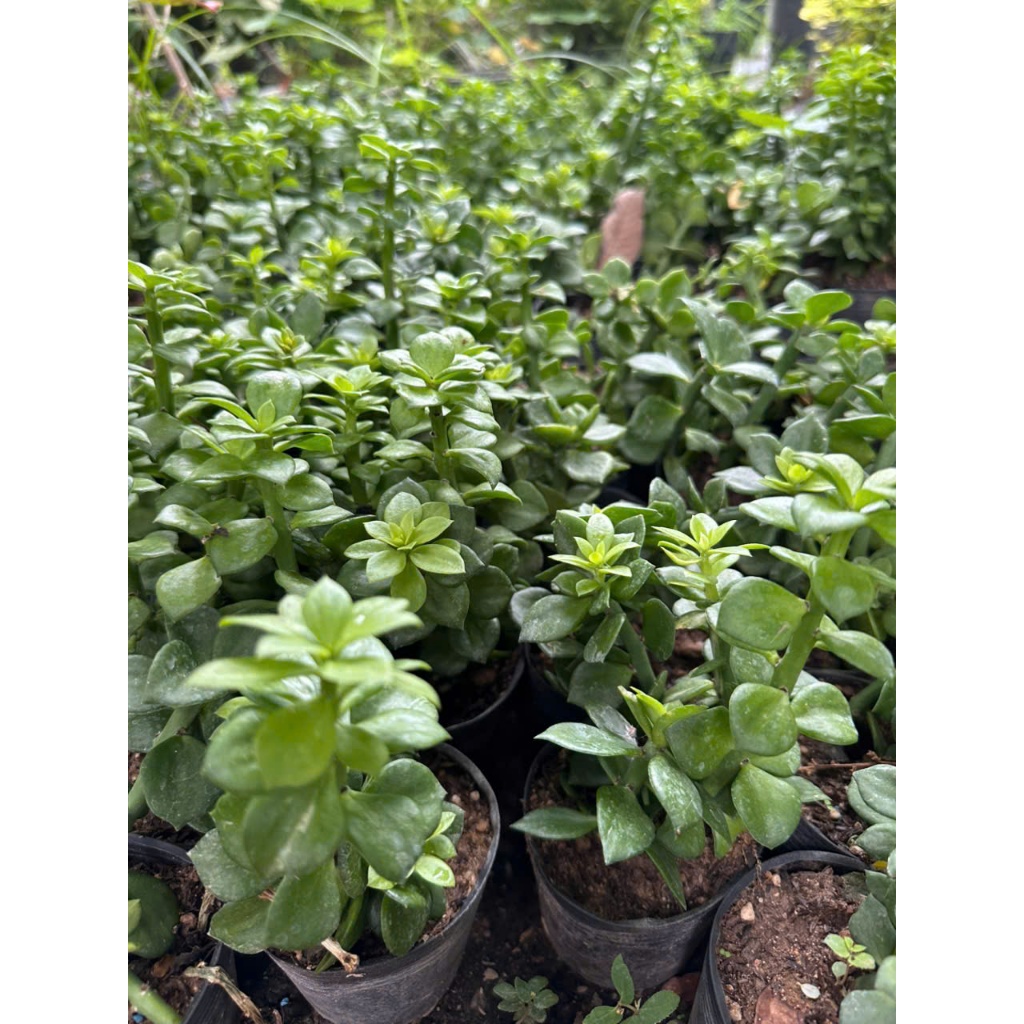 Xương rồng diệp long hoa vàng- 1 chậu 4 cây