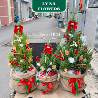 Cây Sơn Tùng , Cây Tùng Thơm NOEL, Đồ trang trí Tự Trang Trí Tại Nhà Đáng Yêu Trang Trí Giang Sinh Noel