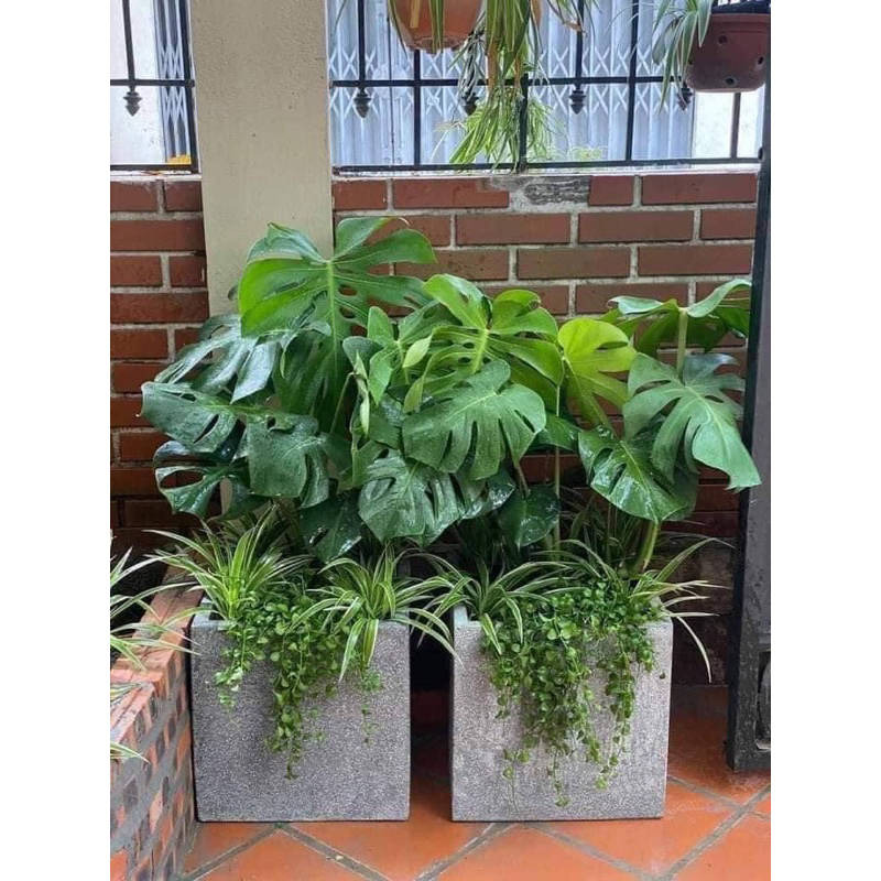 Cây Monstera deliciosa ( Cao 50cm trở lên)