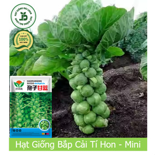 Hạt giống bắp cải tí hon, bắp cải mini F1 - Giàu dinh dưỡng