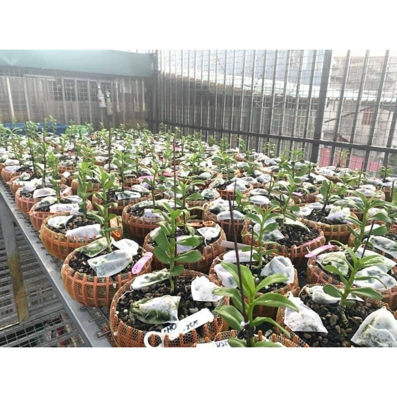 sét 100 túi lọc 5x7