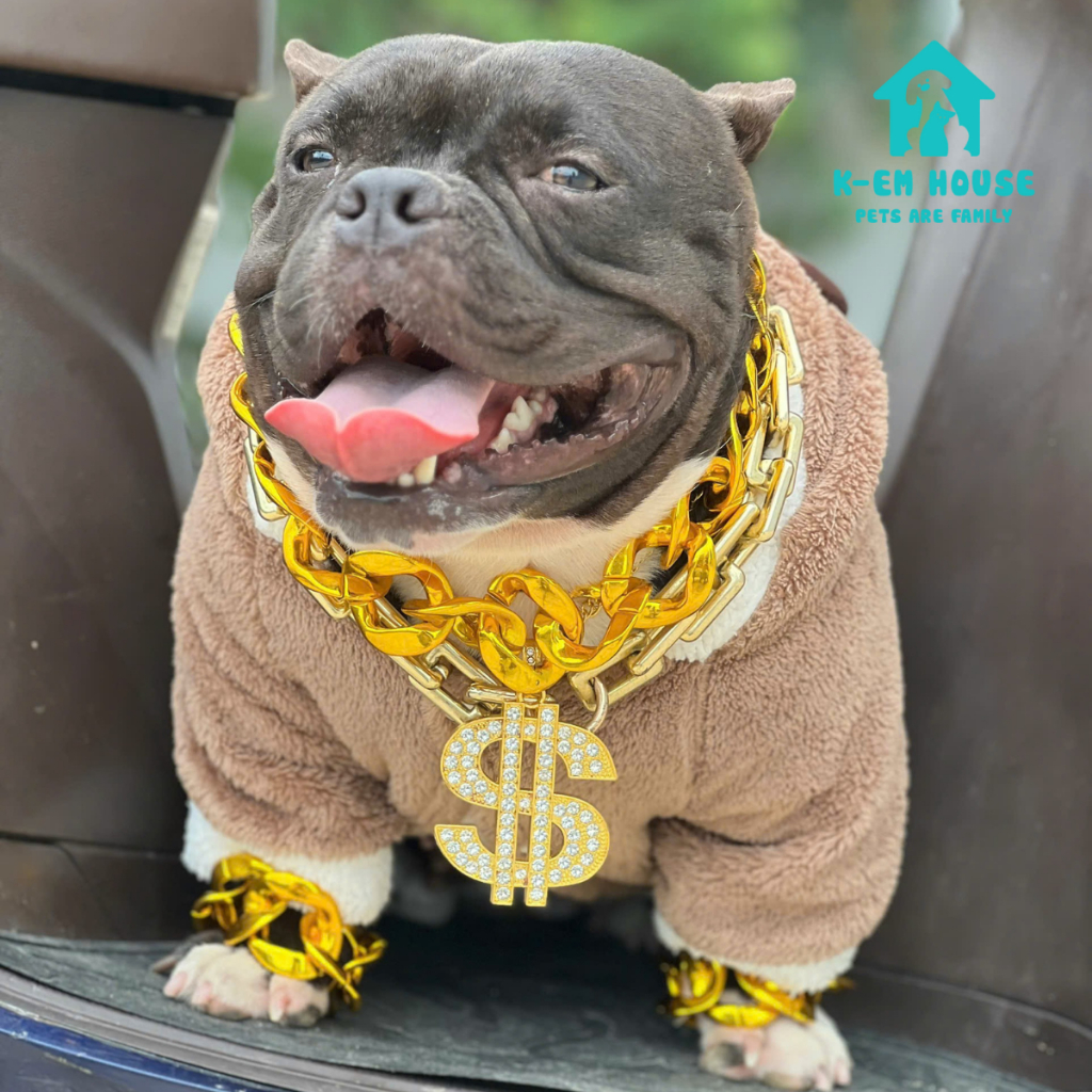 Vòng Cổ Cho Chó Và Mèo Bản Bự Siêu Sang, Siêu Ngầu, Siêu Tài Lộc - Vòng Cổ Cho Chó Lớn