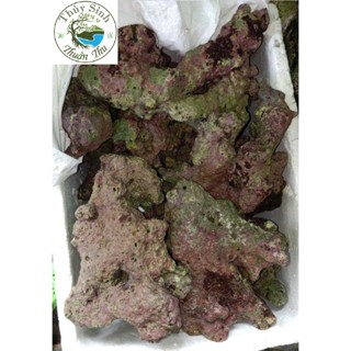 1 kg Đá san hô sống dùng set layout chạy lọc cycle bể cá nước mặn hồ cá biển