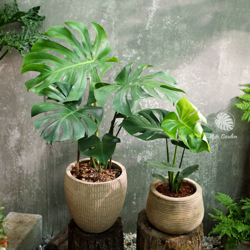 Monstera Deliciosa - Trầu Bà Nam Mỹ