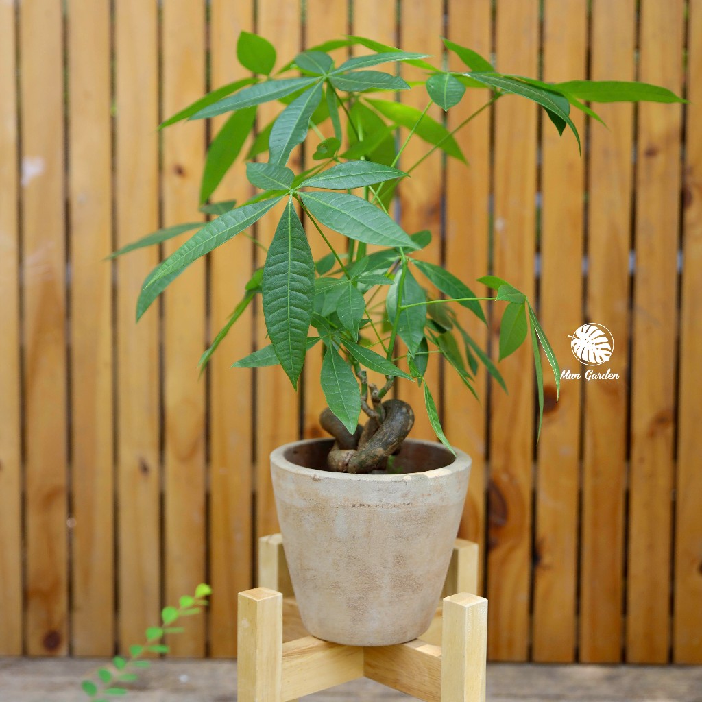 Kim Ngân | Pachira Aquatica (hỏa tốc)