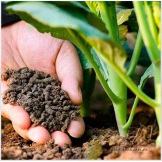  PHÂN GÀ HỮU CƠ VIÊN NỞ - TẠO TƠI XỐP ĐẤT 
