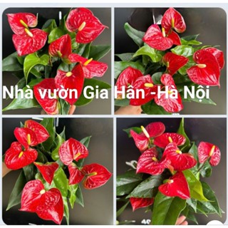 [RẺ VÔ ĐỊCH] Cây hoa hồng môn đỏ siêu hoa cập nhật 3.4.25
