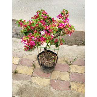 Hoa giấy tiểu Ấn Độ (Hoa giấy đổi màu)tặng kèm phân bón