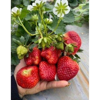 Combo 10  cấy mô dâu Mỹ Saribian ( chuẩn giống)