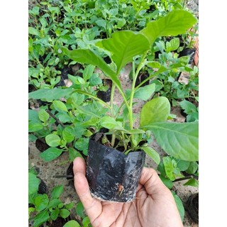 Cây giống cải tr.ời/Hạt giống (MUA 2 TẶNG 1)
