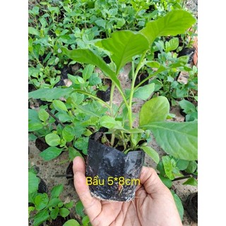 Cây giống cải tr.ời/Hạt giống (MUA 2 TẶNG 1)