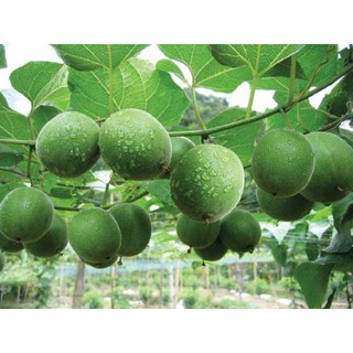 1kg quả la hán sấy khô hữu cơ