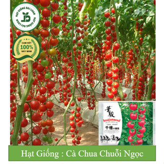 Hạt giống cà chua chuỗi ngọc chịu nhiệt siêu quả Đài Loan, sinh trưởng vô hạn