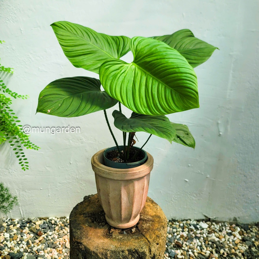 Philodendron Fuzzy Petiole