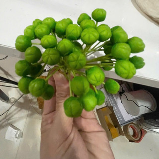 Nụ đào thường làm hoa