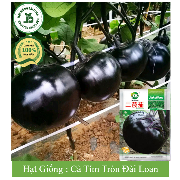 Hạt giống cà tím tròn Đài Loan