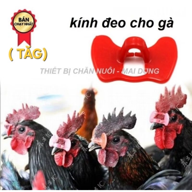 Kính đeo cho gà, kính đeo cho chim trĩ chống mổ lông nhau