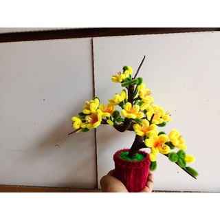 Chậu hoa đào mini để bàn