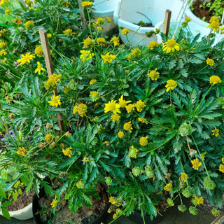 Cây giống cúc thân gỗ - Nhà vườn Hải Đăng - Gửi hỏa tốc