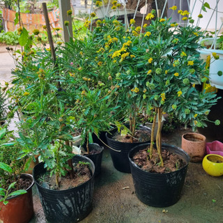 Cây giống cúc thân gỗ - Nhà vườn Hải Đăng - Gửi hỏa tốc