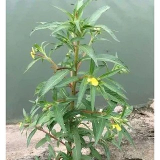 100G Cây Rau Mương SấyKhô