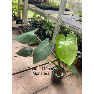 Cây Monstera (trầu bà xẻ lá)/ Kiểng lá/ cây trong nhà