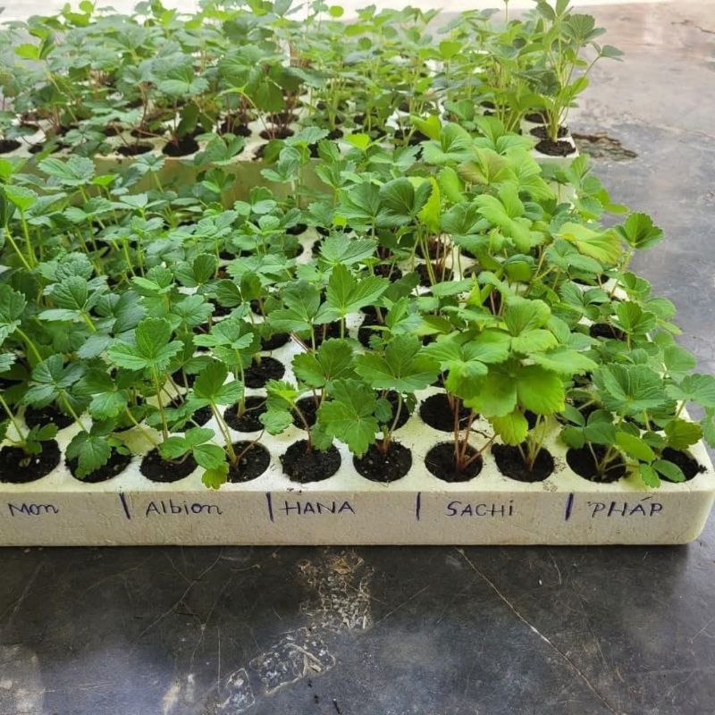Cây dâu tây 🍓 cấy mô  mích giống theo yêu cầu của khách ( combo 10 cây mô vỉ chuẩn giống