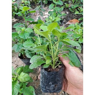 [MUA 2 TẶNG 1] Hạt Giống rau cải trời/gói 100 hạt, 200h,300h, 500h/ cây giống.