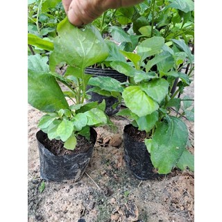 [MUA 2 TẶNG 1] Hạt Giống rau cải trời/gói 100 hạt, 200h,300h, 500h/ cây giống.