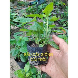 [MUA 2 TẶNG 1] Hạt Giống rau cải trời/gói 100 hạt, 200h,300h, 500h/ cây giống.