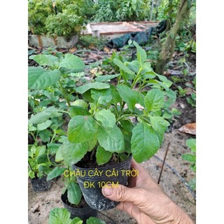 [MUA 2 TẶNG 1] Hạt Giống rau cải trời/gói 100 hạt, 200h,300h, 500h/ cây giống.