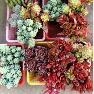 Cây sen đá nhập đồng giá 45-65k nhiều mầu sắc đẹp, giống mới